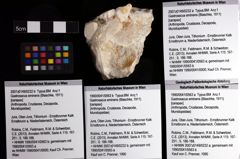 Foto (Objket + Etiketten) von Gastrosacus eminens (Blaschke, 1911) 